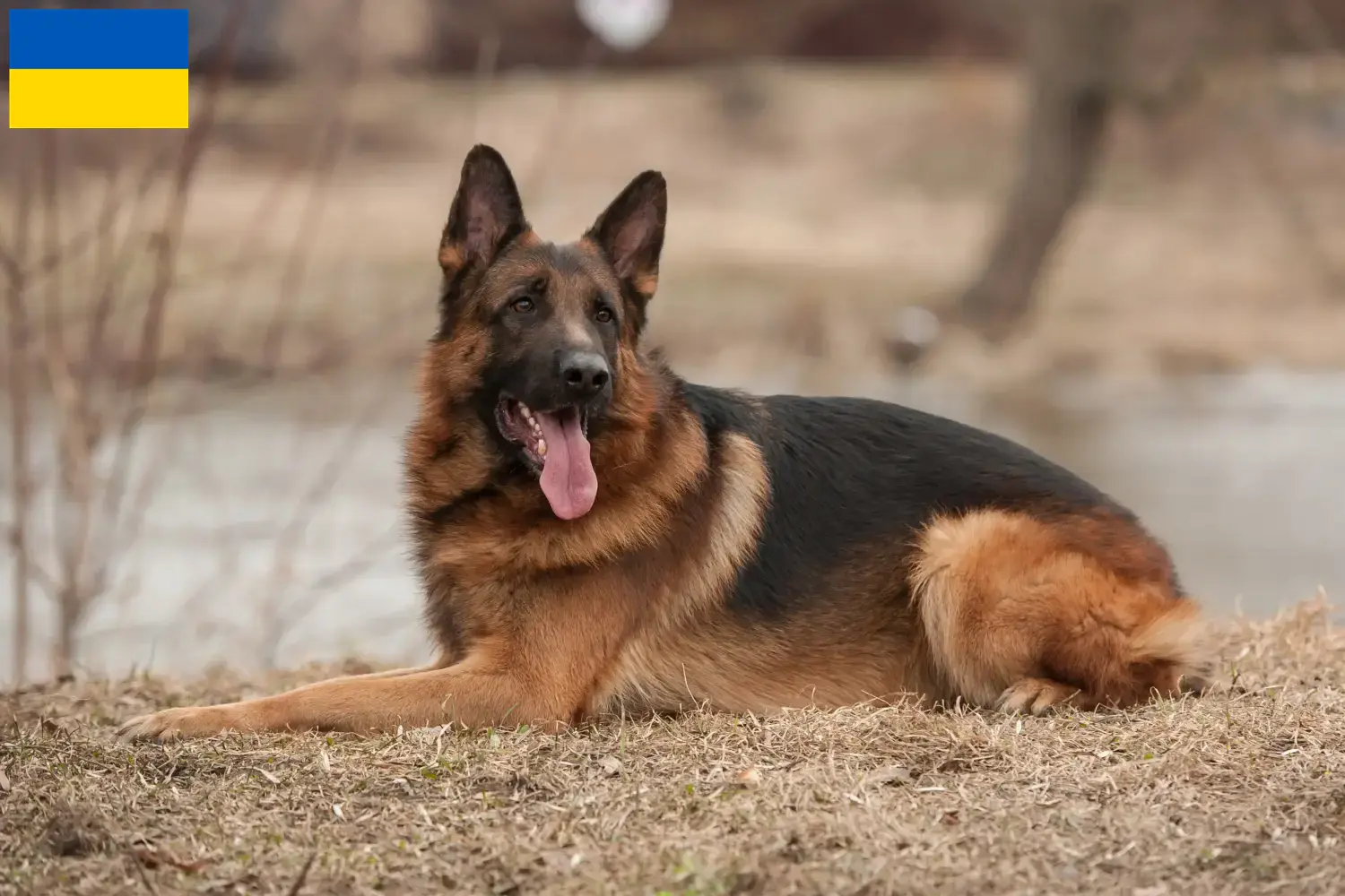 Deutscher Schäferhund Welpen und Züchter Ukraine Hier findest Du Deutschen Schäferhunden Züchter in der Ukraine.