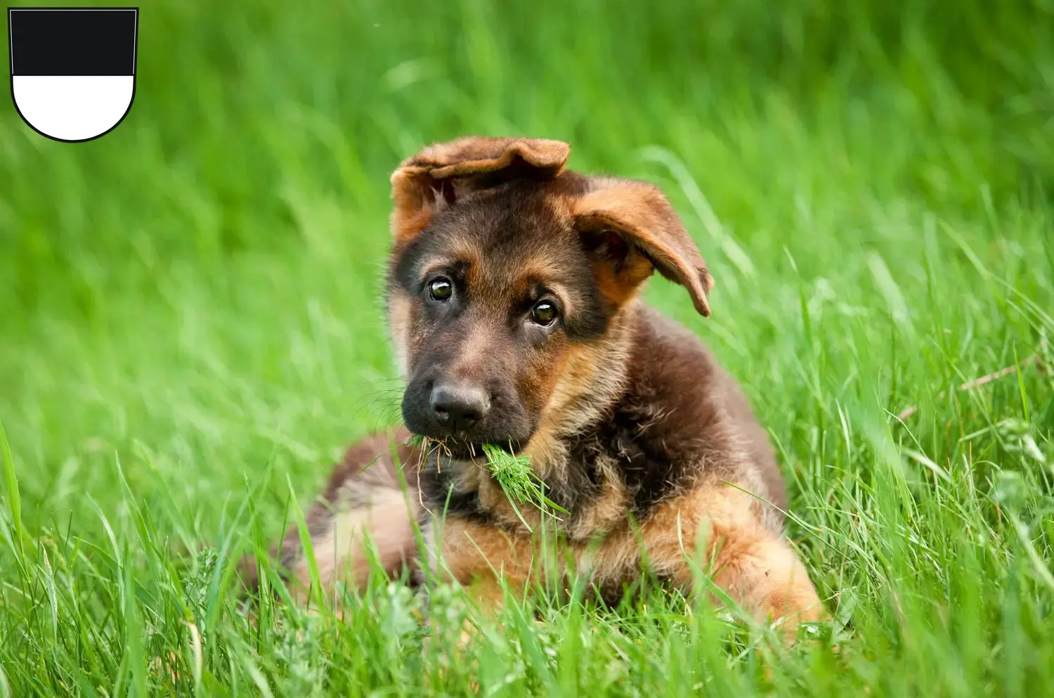 Deutscher Schäferhund Welpen und Züchter Ulm Hier findest Du Deutschen Schäferhunden Züchter in Ulm.