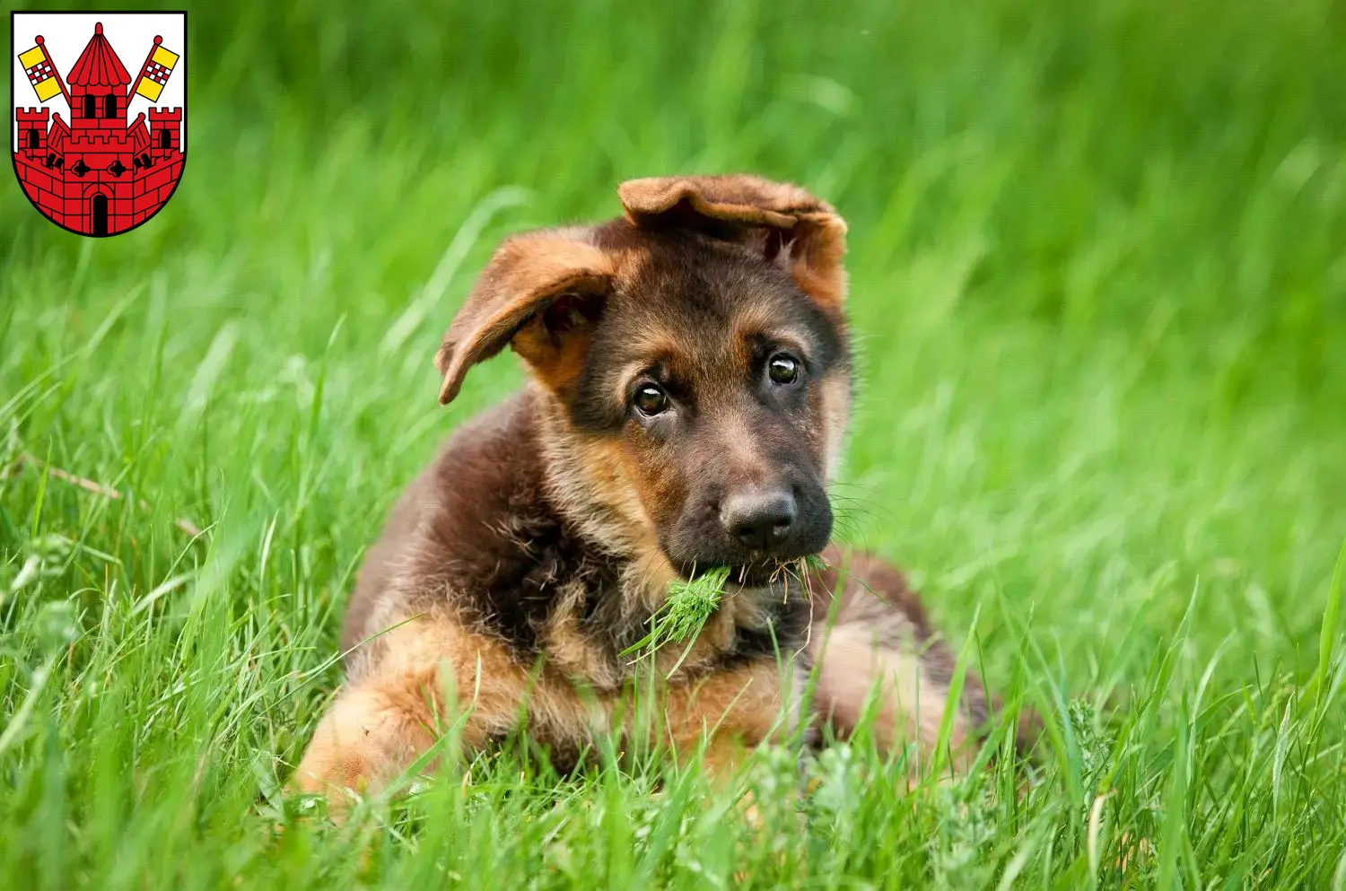 Deutscher Schäferhund Welpen und Züchter Unna Hier findest Du Deutschen Schäferhunden Züchter in Unna.