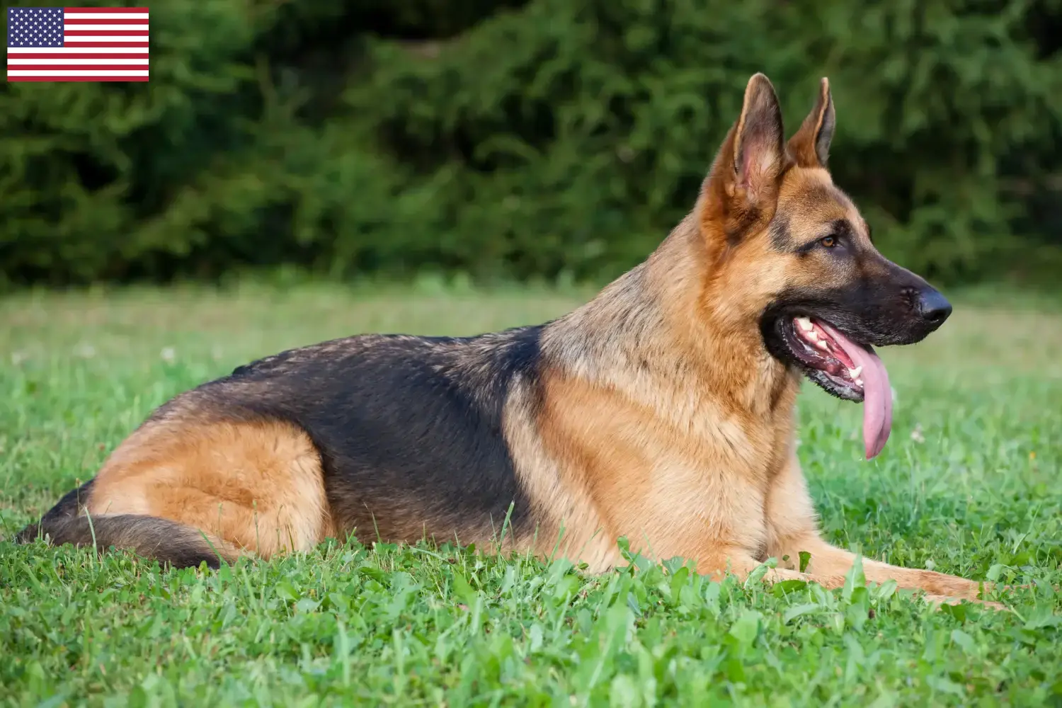 Deutscher Schäferhund Welpen und Züchter USA Hier findest Du Deutschen Schäferhunden Züchter in den USA.