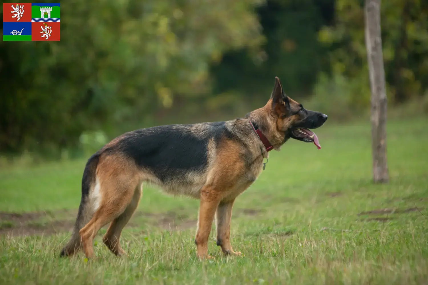 Deutscher Schäferhund Welpen und Züchter Ústí Hier findest Du Deutschen Schäferhunden Züchter in Ústí.