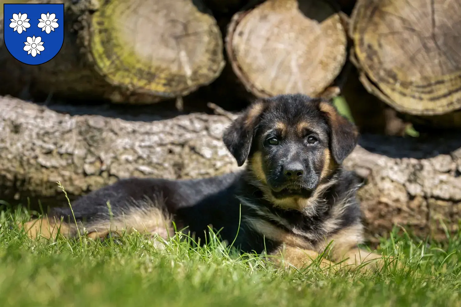 Deutscher Schäferhund Welpen und Züchter Viersen Hier findest Du Deutschen Schäferhunden Züchter in Viersen.