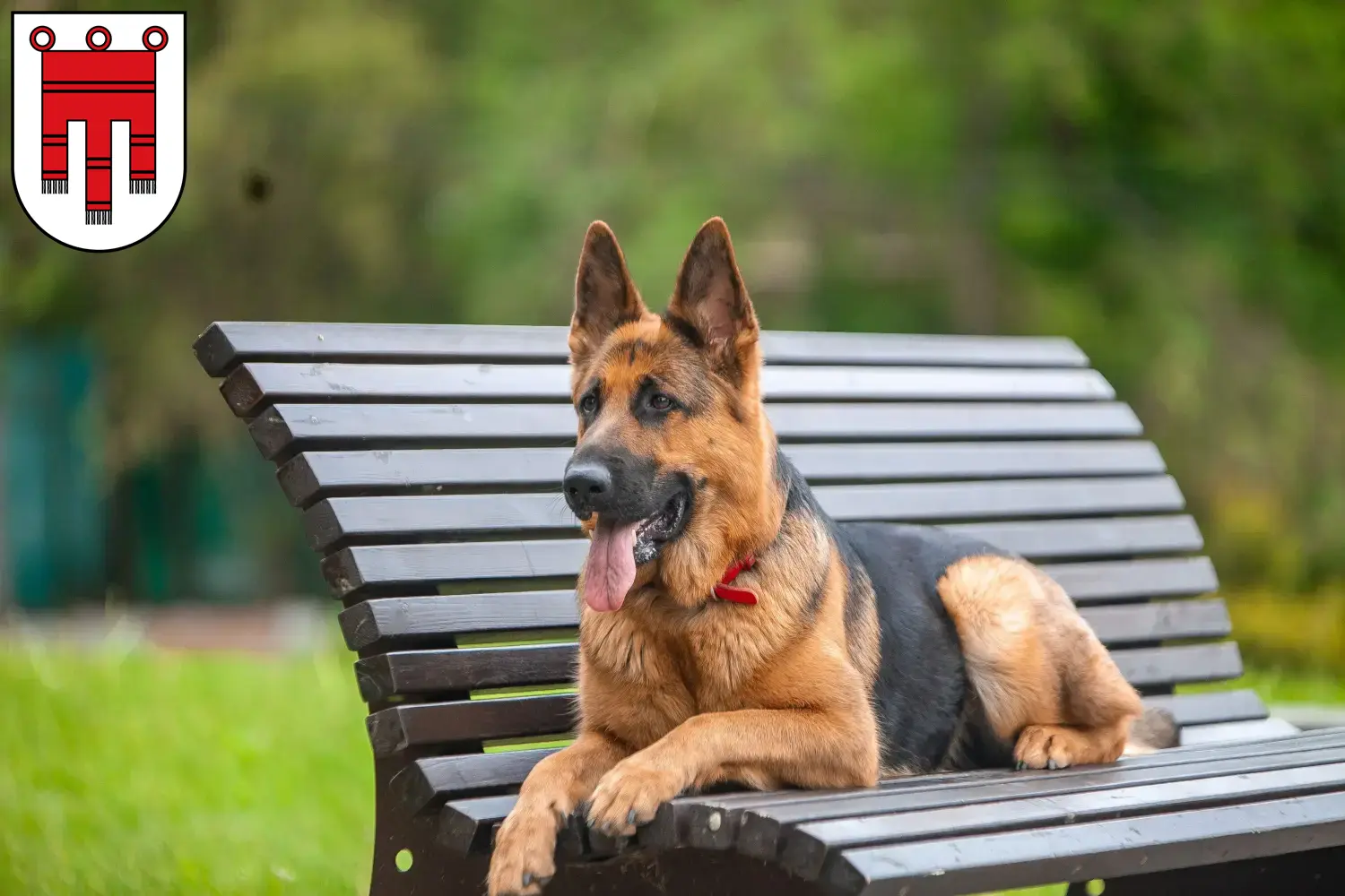 Deutscher Schäferhund Welpen und Züchter Vorarlberg Hier findest Du Deutschen Schäferhunden Züchter in Vorarlberg.