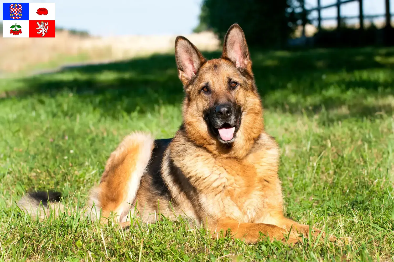 Deutscher Schäferhund Welpen und Züchter Vysočina Hier findest Du Deutschen Schäferhunden Züchter in Vysočina.