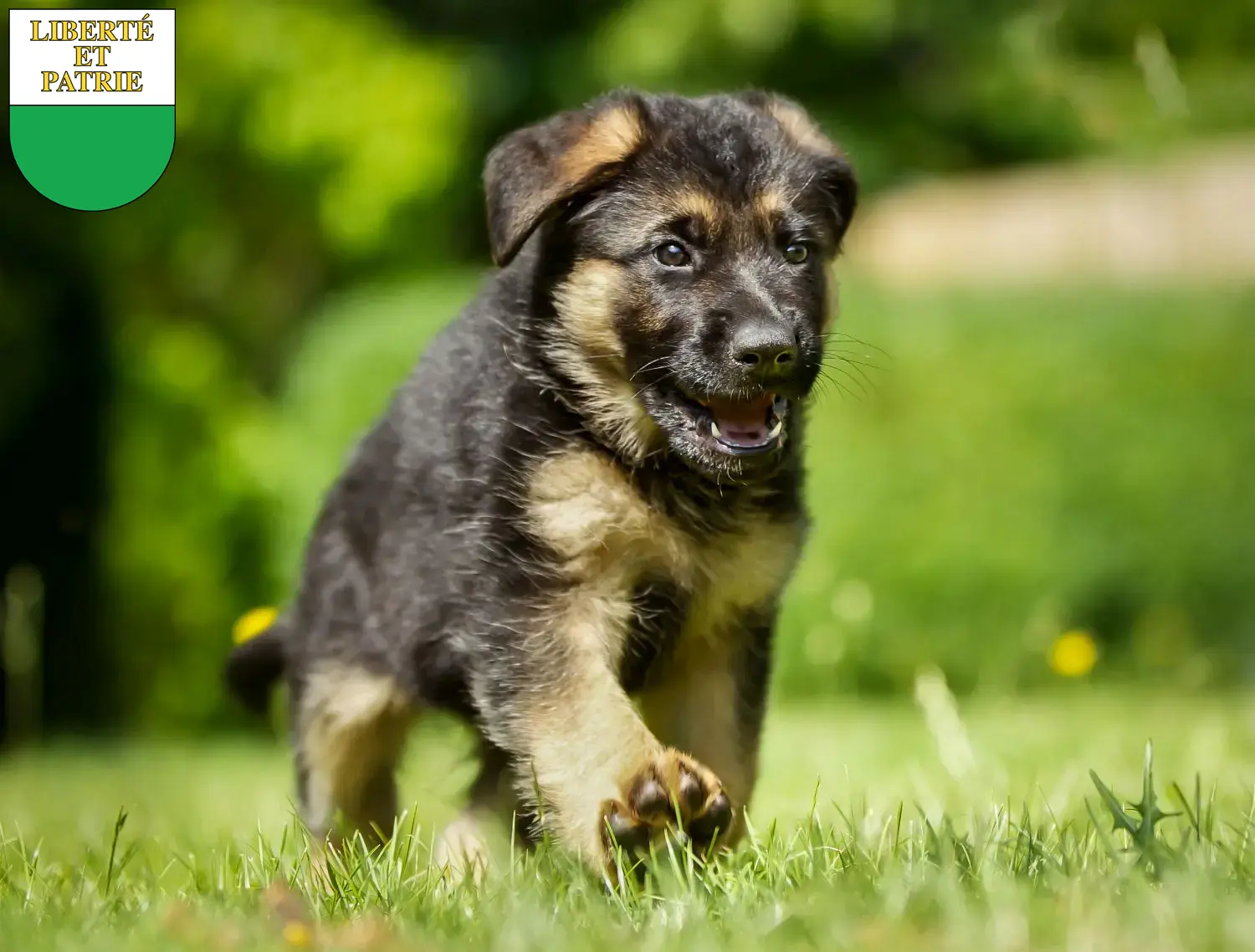 Deutscher Schäferhund Welpen und Züchter Waadt Hier findest Du Deutschen Schäferhunden Züchter in Waadt.