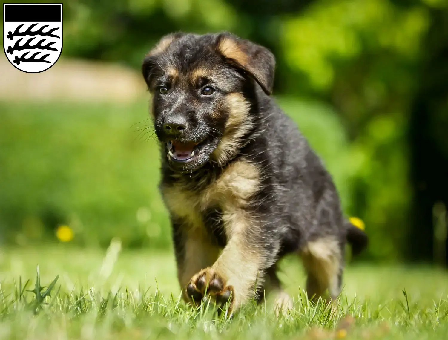 Deutscher Schäferhund Welpen und Züchter Waiblingen Hier findest Du Deutschen Schäferhunden Züchter in Waiblingen.