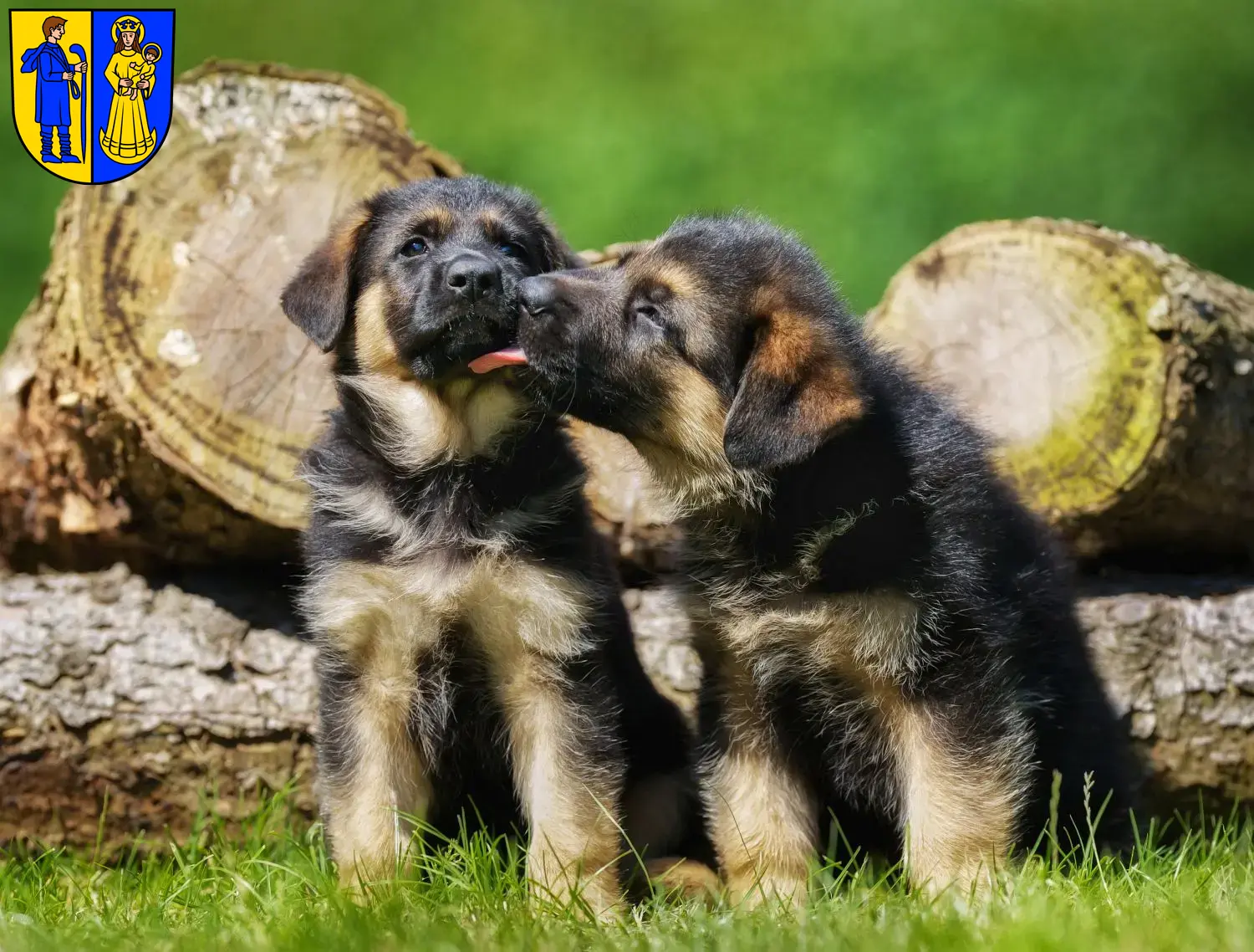 Deutscher Schäferhund Welpen und Züchter Waldshut-Tiengen Hier findest Du Deutschen Schäferhunden Züchter in Waldshut-Tiengen.
