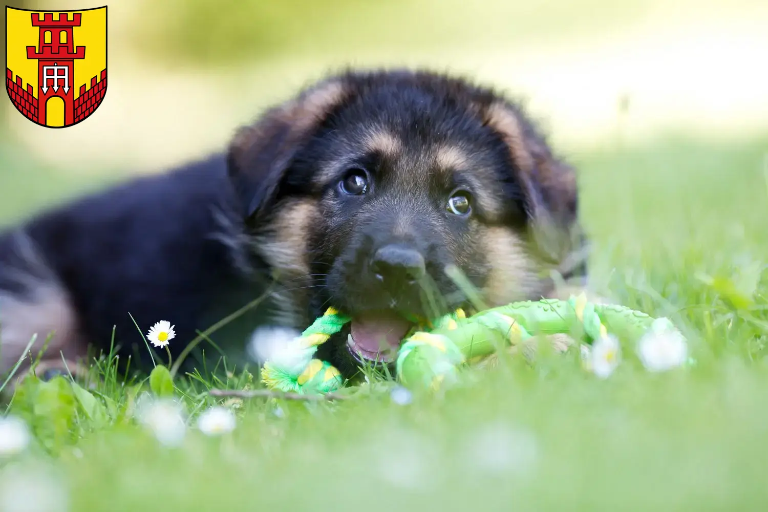 Deutscher Schäferhund Welpen und Züchter Warendorf Hier findest Du Deutschen Schäferhunden Züchter in Warendorf.