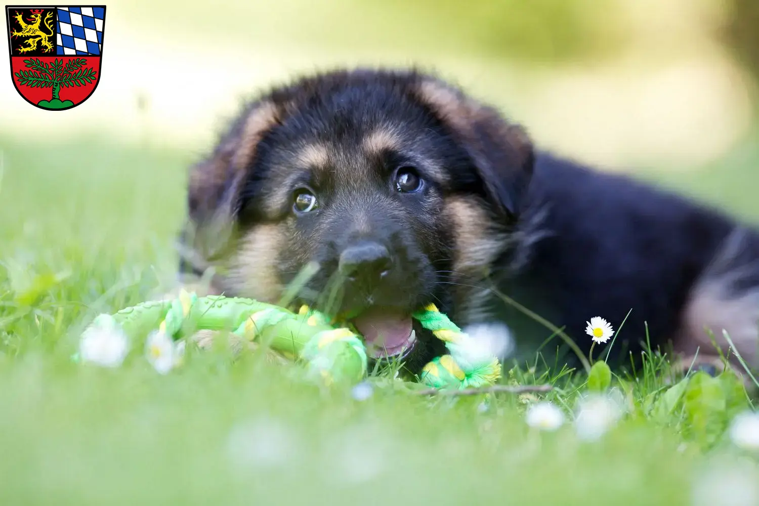 Deutscher Schäferhund Welpen und Züchter Weiden in der Oberpfalz Hier findest Du Deutschen Schäferhunden Züchter in Weiden in der Oberpfalz.