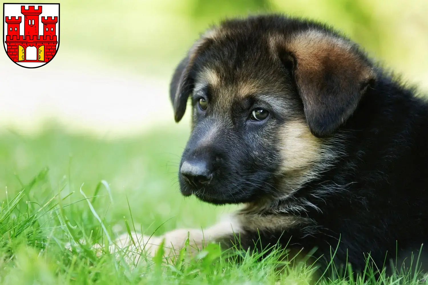 Deutscher Schäferhund Welpen und Züchter Weilheim in Oberbayern Hier findest Du Deutschen Schäferhunden Züchter in Weilheim in Oberbayern.