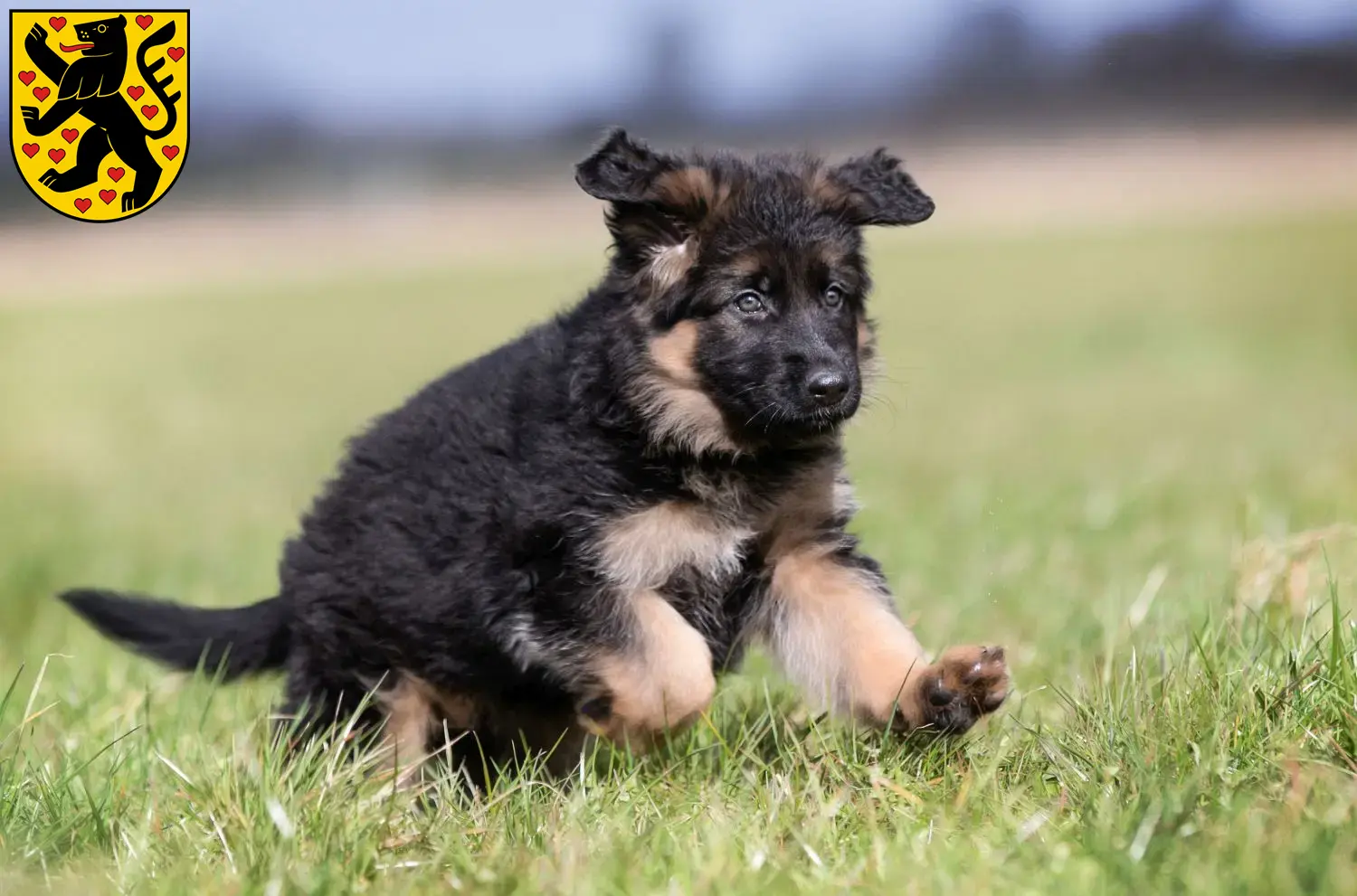 Deutscher Schäferhund Welpen und Züchter Weimar Hier findest Du Deutschen Schäferhunden Züchter in Weimar.