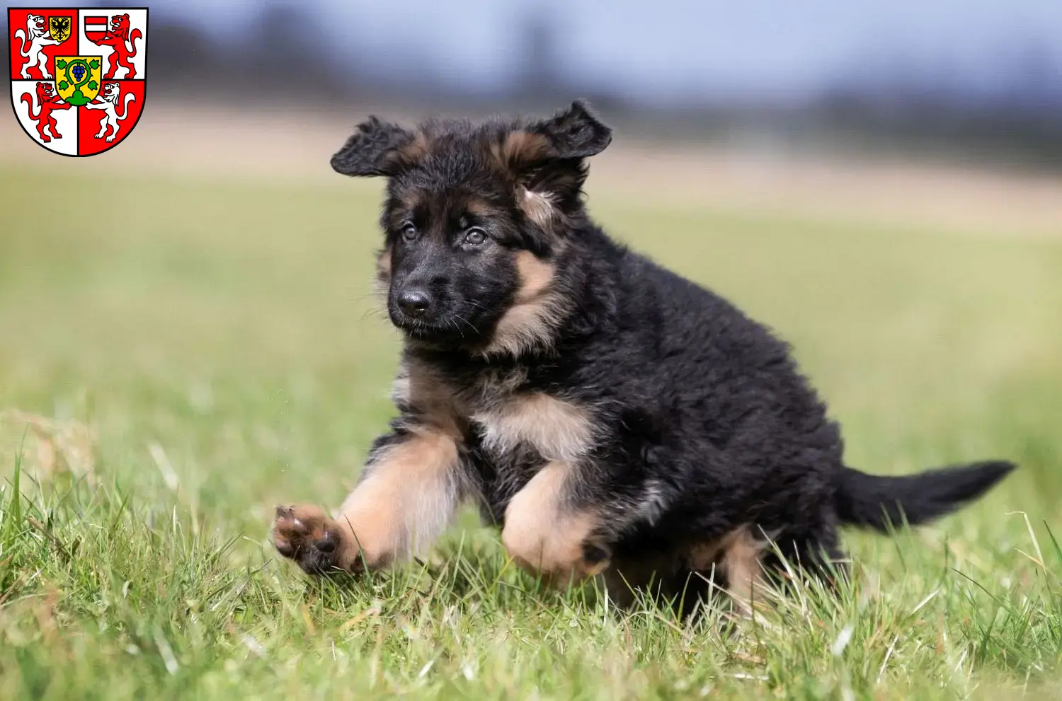 Deutscher Schäferhund Welpen und Züchter Weingarten Hier findest Du Deutschen Schäferhunden Züchter in Weingarten.