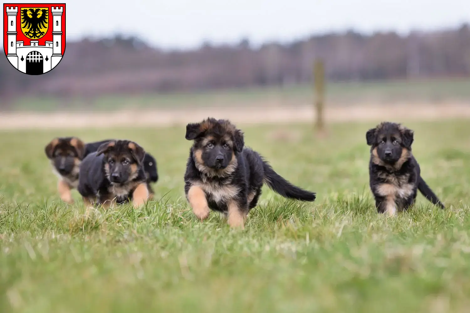 Deutscher Schäferhund Welpen und Züchter Weißenburg in Bayern Hier findest Du Deutschen Schäferhunden Züchter in Weißenburg in Bayern.