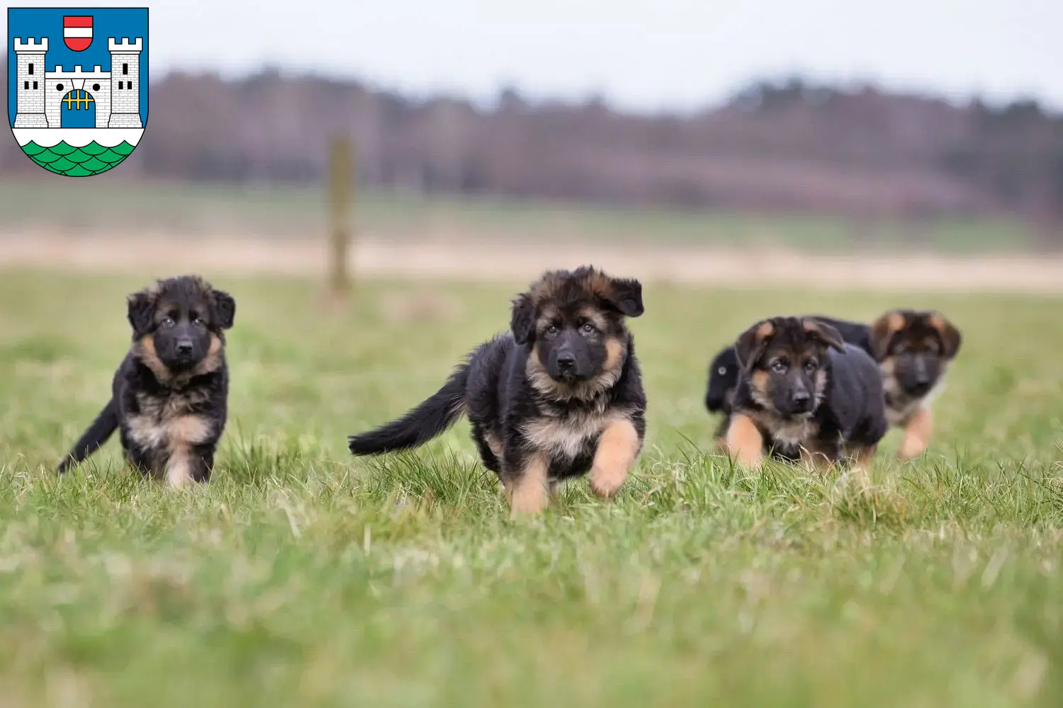 Deutscher Schäferhund Welpen und Züchter Wels Hier findest Du Deutschen Schäferhunden Züchter in Wels.