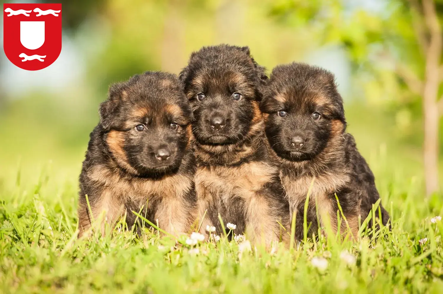 Deutscher Schäferhund Welpen und Züchter Wesel Hier findest Du Deutschen Schäferhunden Züchter in Wesel.