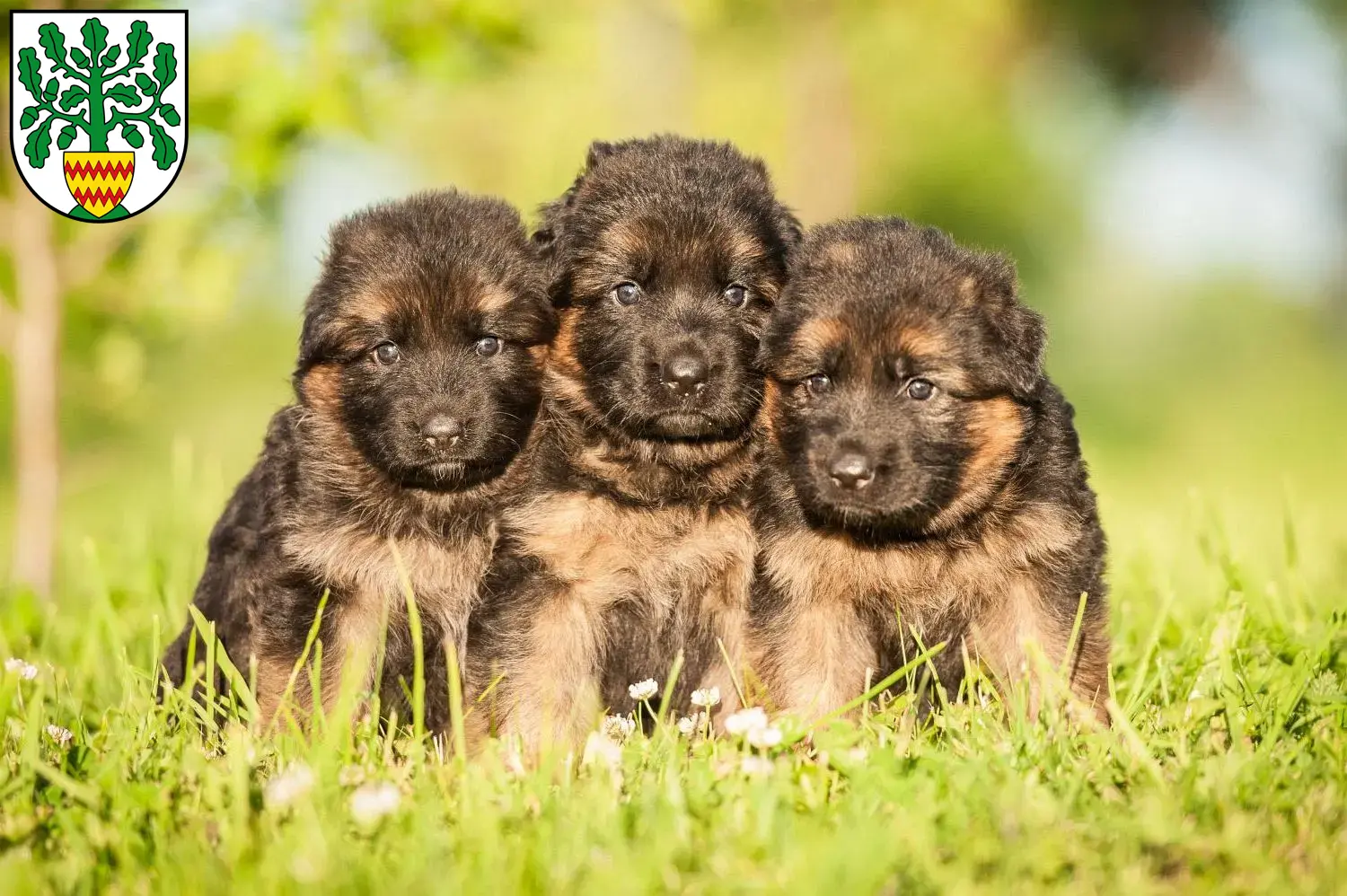 Deutscher Schäferhund Welpen und Züchter Westerstede Hier findest Du Deutschen Schäferhunden Züchter in Westerstede.