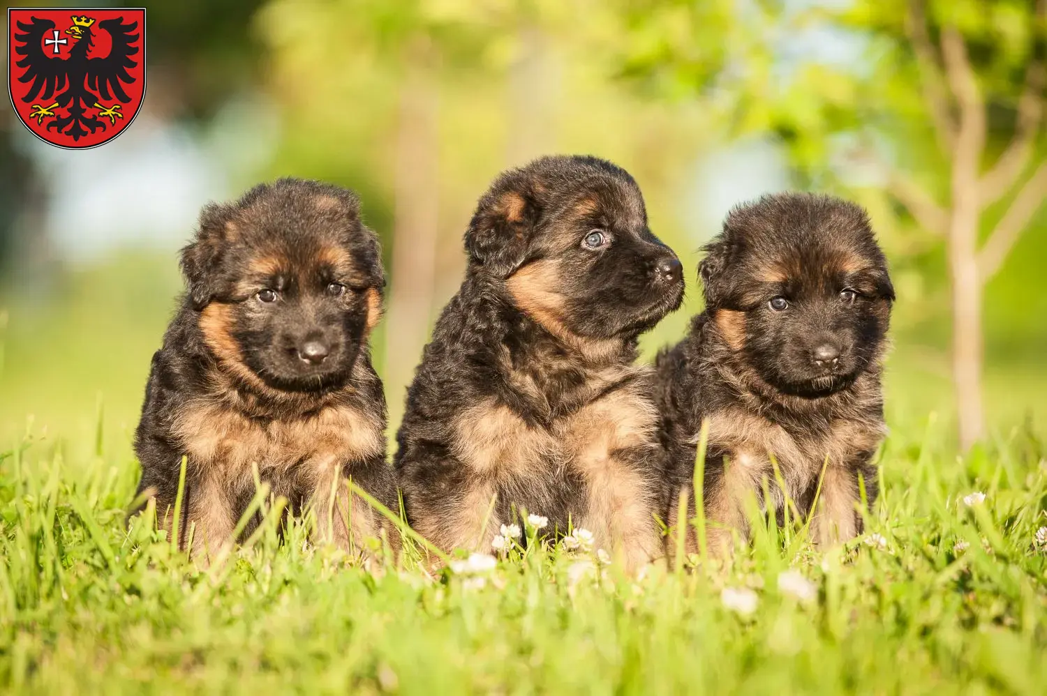 Deutscher Schäferhund Welpen und Züchter Wetzlar Hier findest Du Deutschen Schäferhunden Züchter in Wetzlar.