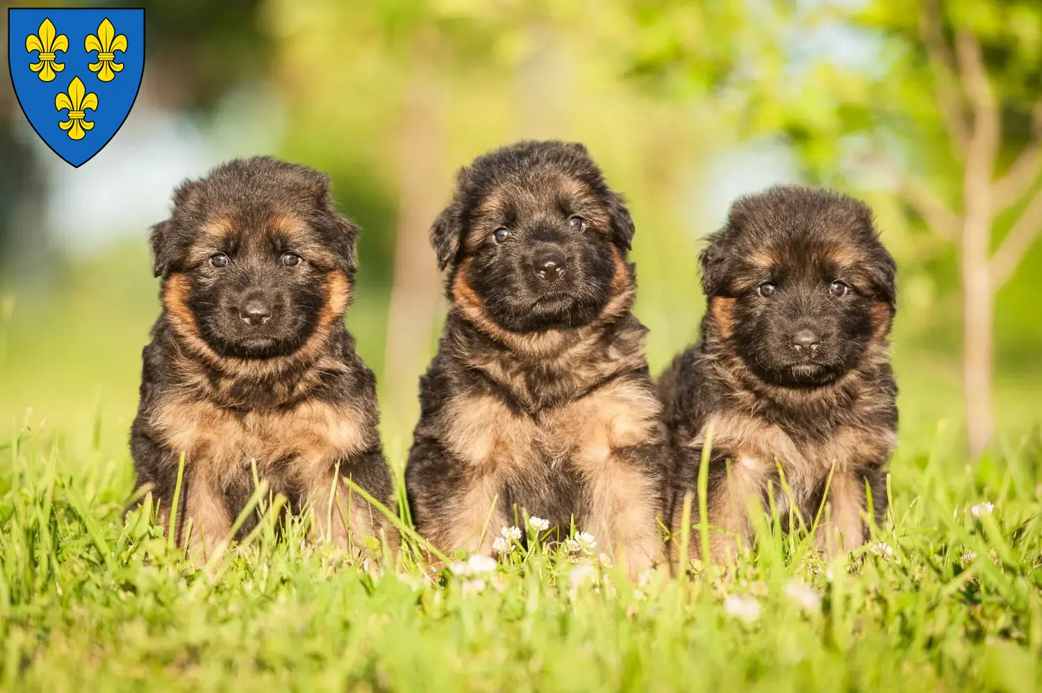 Deutscher Schäferhund Welpen und Züchter Wiesbaden Hier findest Du Deutschen Schäferhunden Züchter in Wiesbaden.