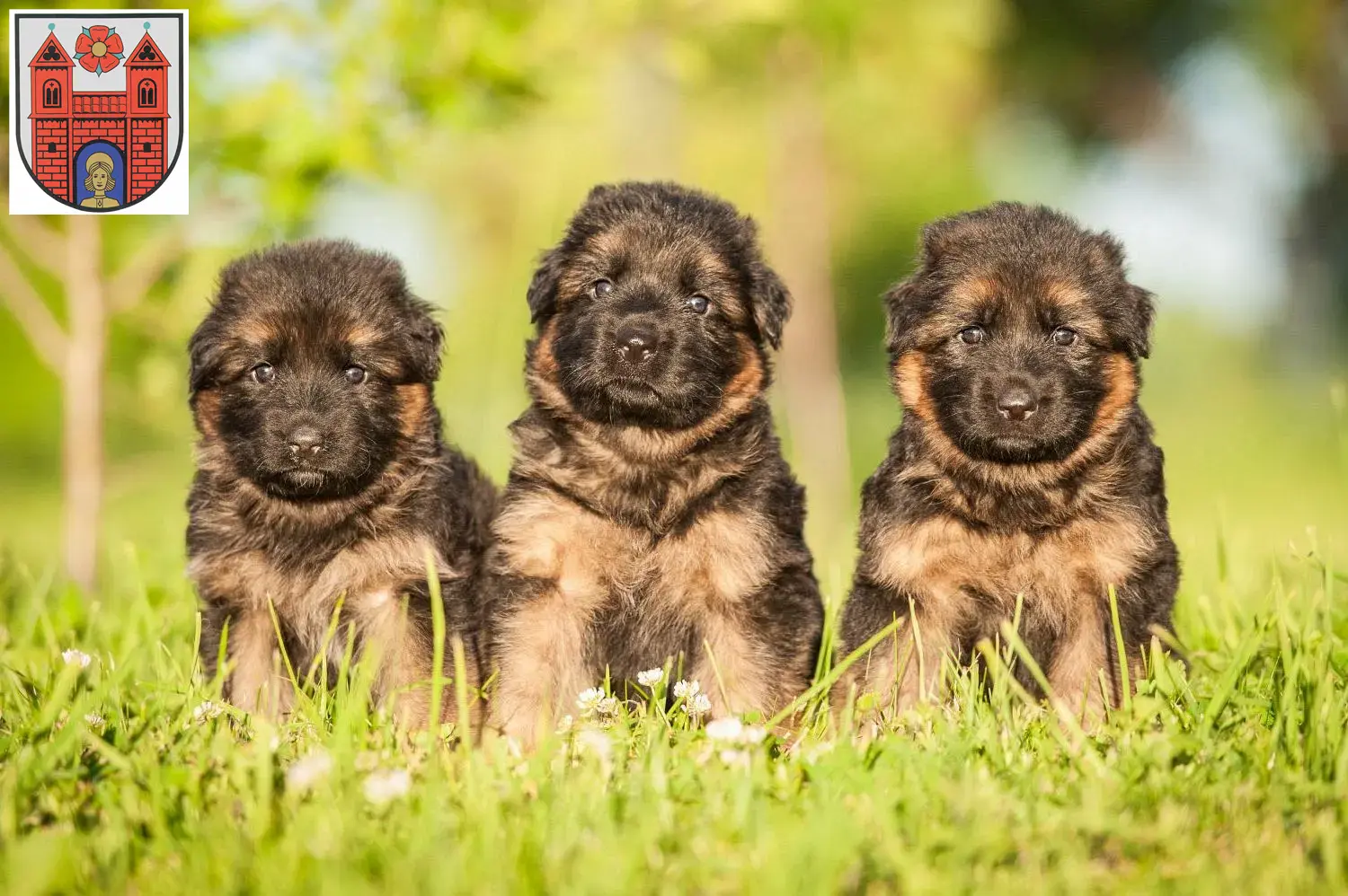 Deutscher Schäferhund Welpen und Züchter Wildeshausen Hier findest Du Deutschen Schäferhunden Züchter in Wildeshausen.