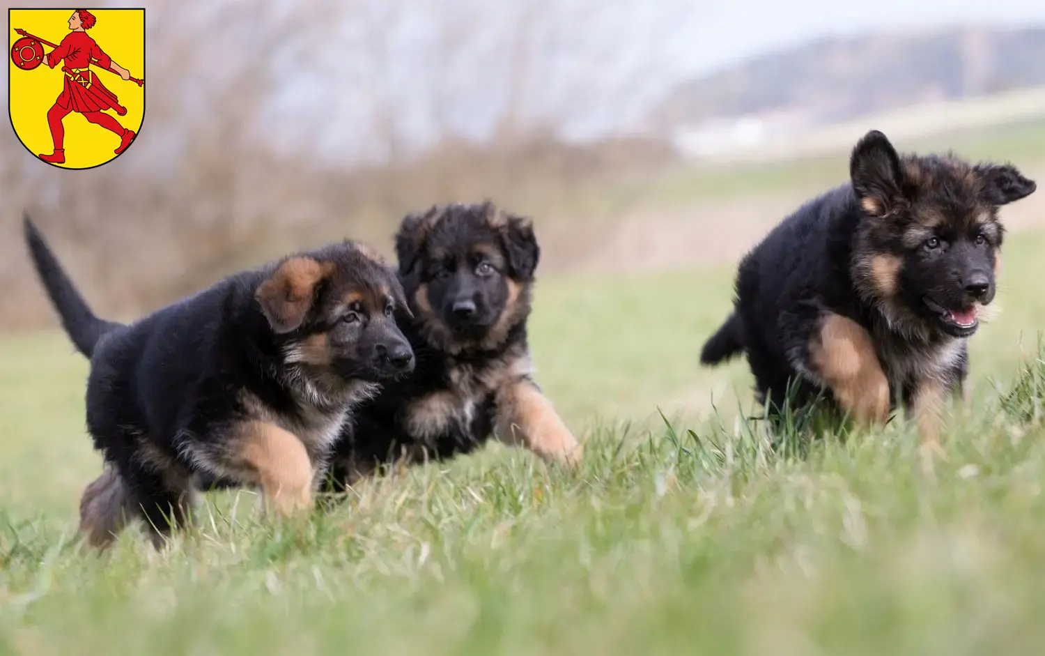 Deutscher Schäferhund Welpen und Züchter Wilhelmshaven Hier findest Du Deutschen Schäferhunden Züchter in Wilhelmshaven.
