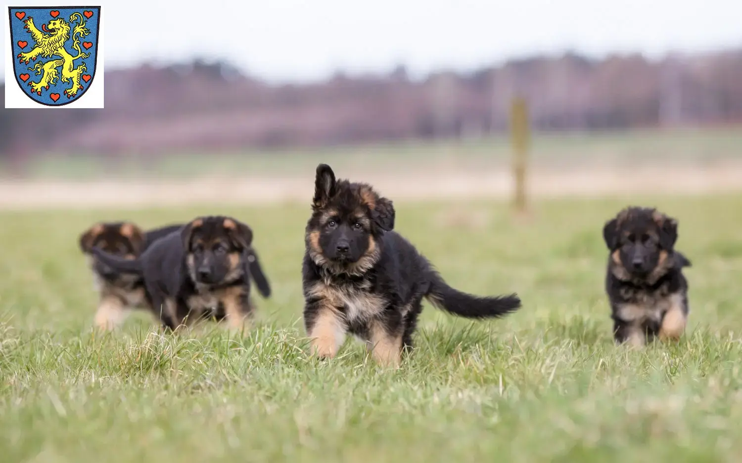 Deutscher Schäferhund Welpen und Züchter Winsen (Luhe) Hier findest Du Deutschen Schäferhunden Züchter in Winsen (Luhe).