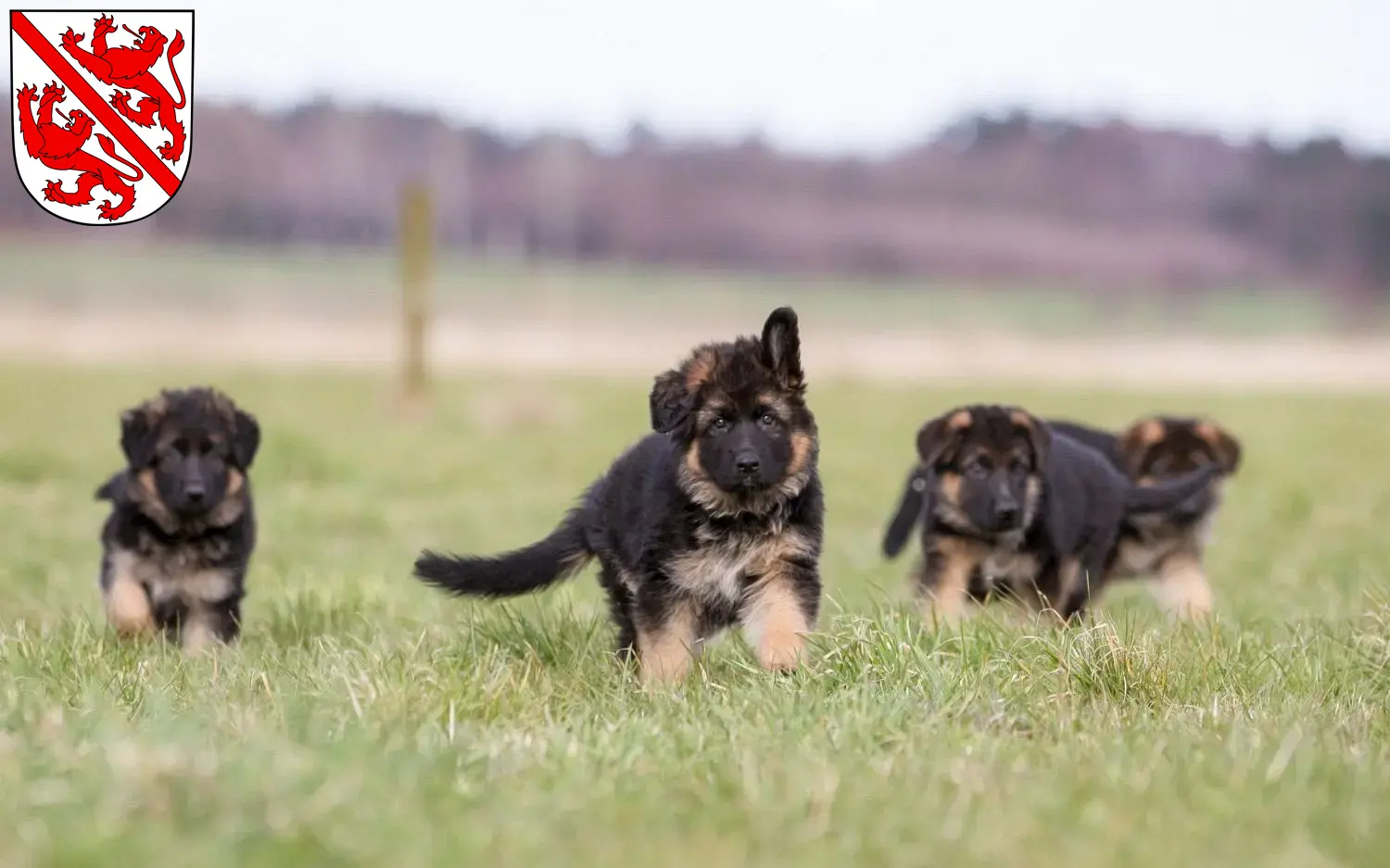 Deutscher Schäferhund Welpen und Züchter Winterthur Hier findest Du Deutschen Schäferhunden Züchter in Winterthur.