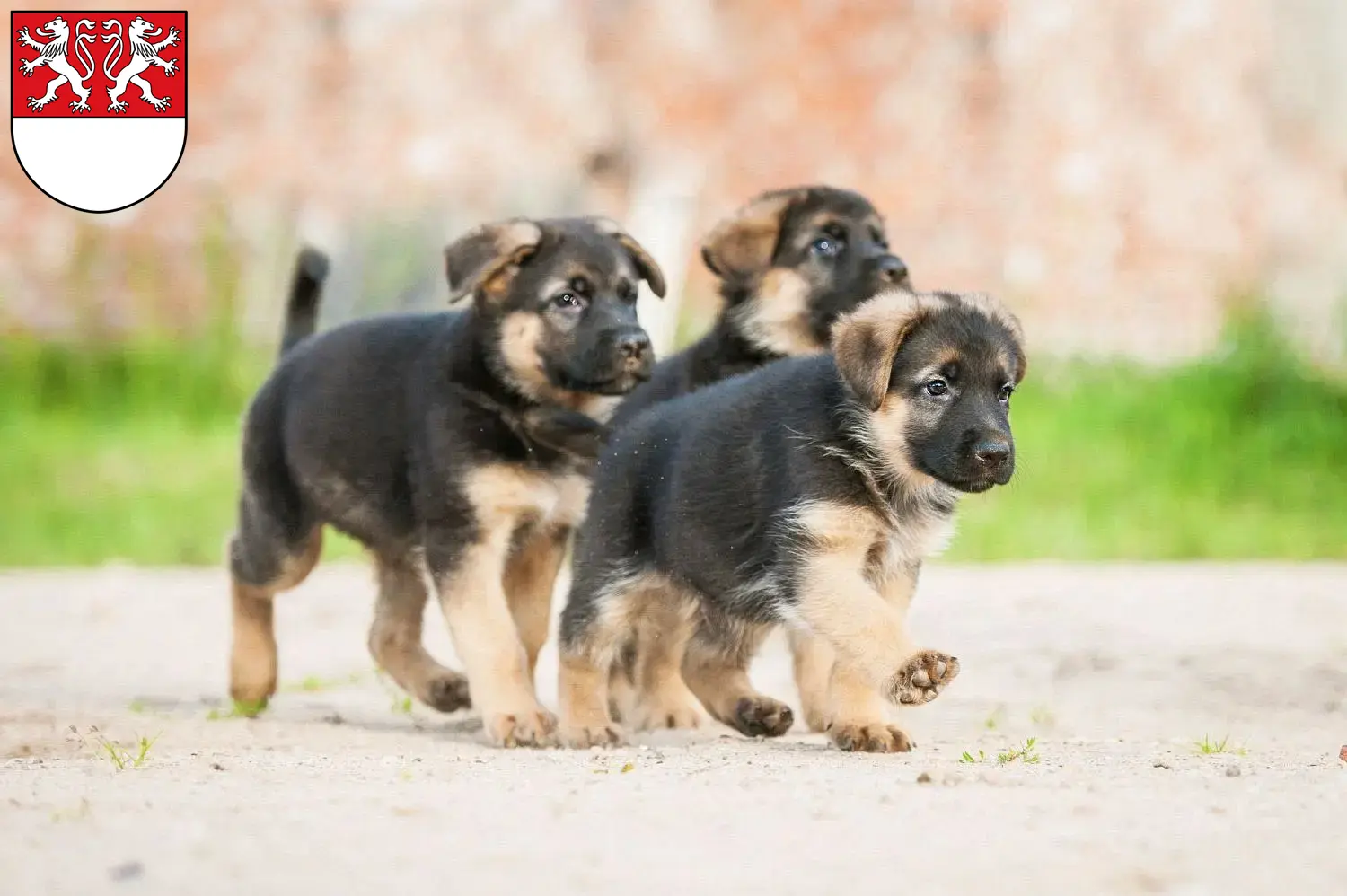 Deutscher Schäferhund Welpen und Züchter Witten Hier findest Du Deutschen Schäferhunden Züchter in Witten.