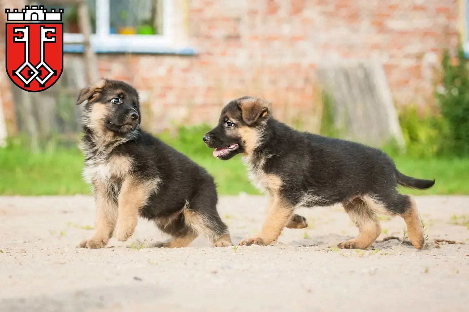 Deutscher Schäferhund Welpen und Züchter Wittlich Hier findest Du Deutschen Schäferhunden Züchter in Wittlich.