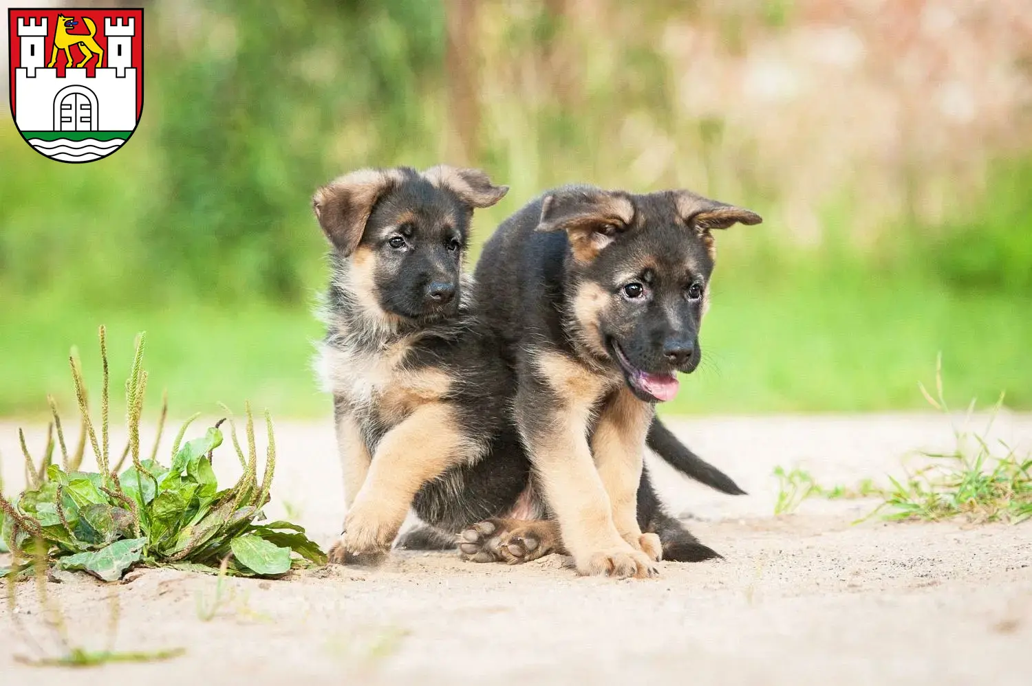 Deutscher Schäferhund Welpen und Züchter Wolfsburg Hier findest Du Deutschen Schäferhunden Züchter in Wolfsburg.