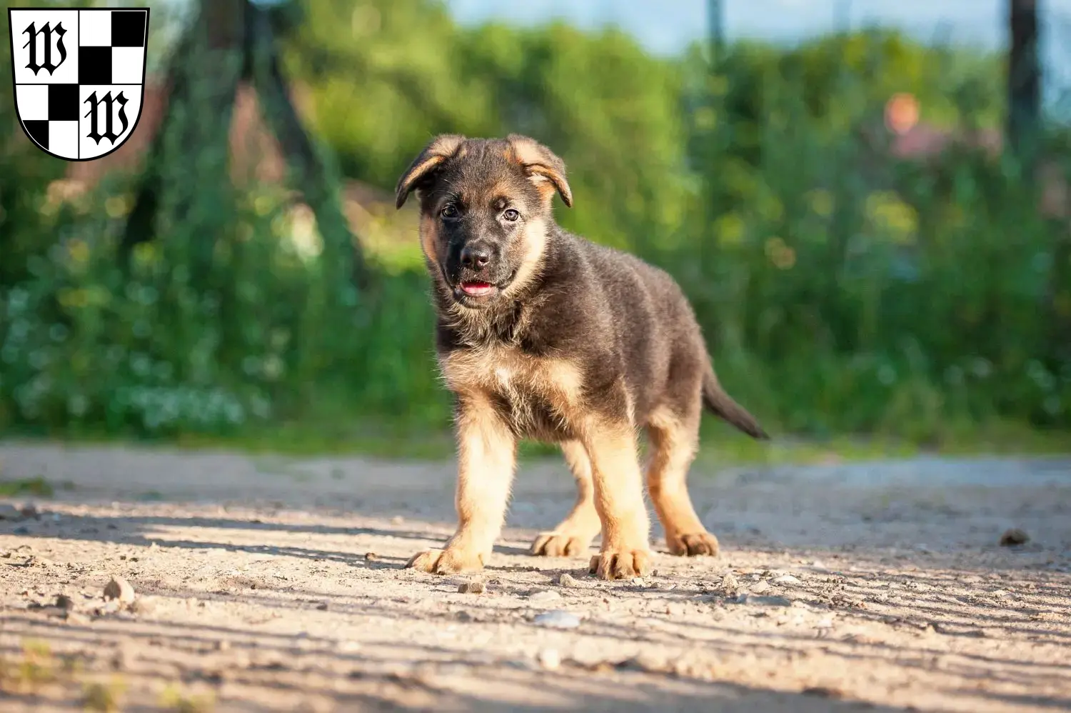 Deutscher Schäferhund Welpen und Züchter Wunsiedel Hier findest Du Deutschen Schäferhunden Züchter in Wunsiedel.