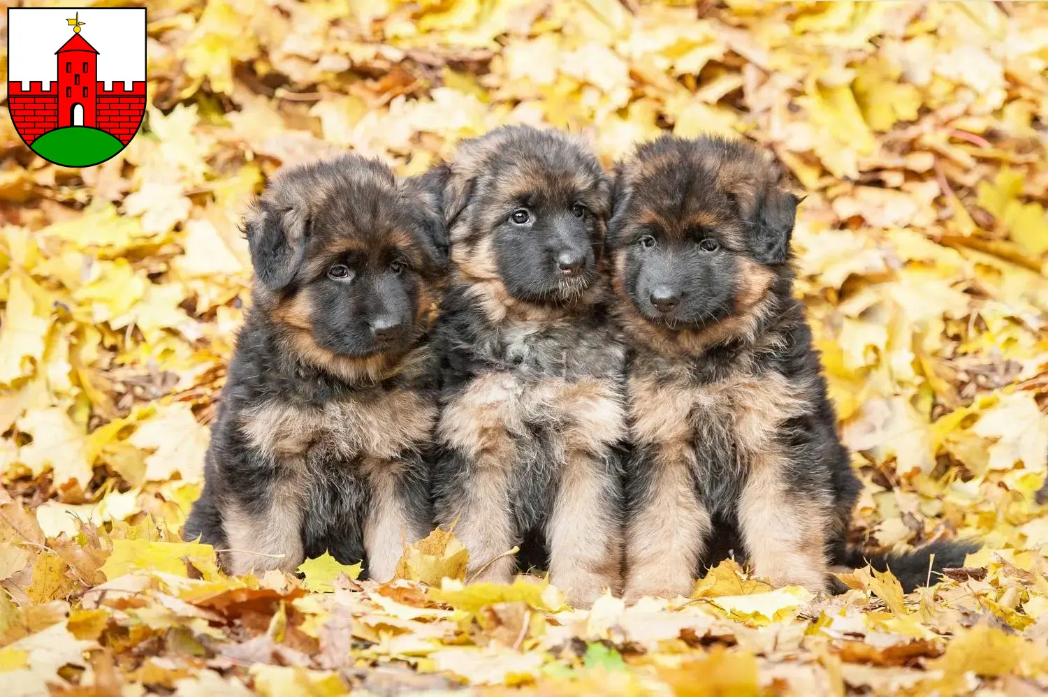Deutscher Schäferhund Welpen und Züchter Zirndorf Hier findest Du Deutschen Schäferhunden Züchter in Zirndorf.
