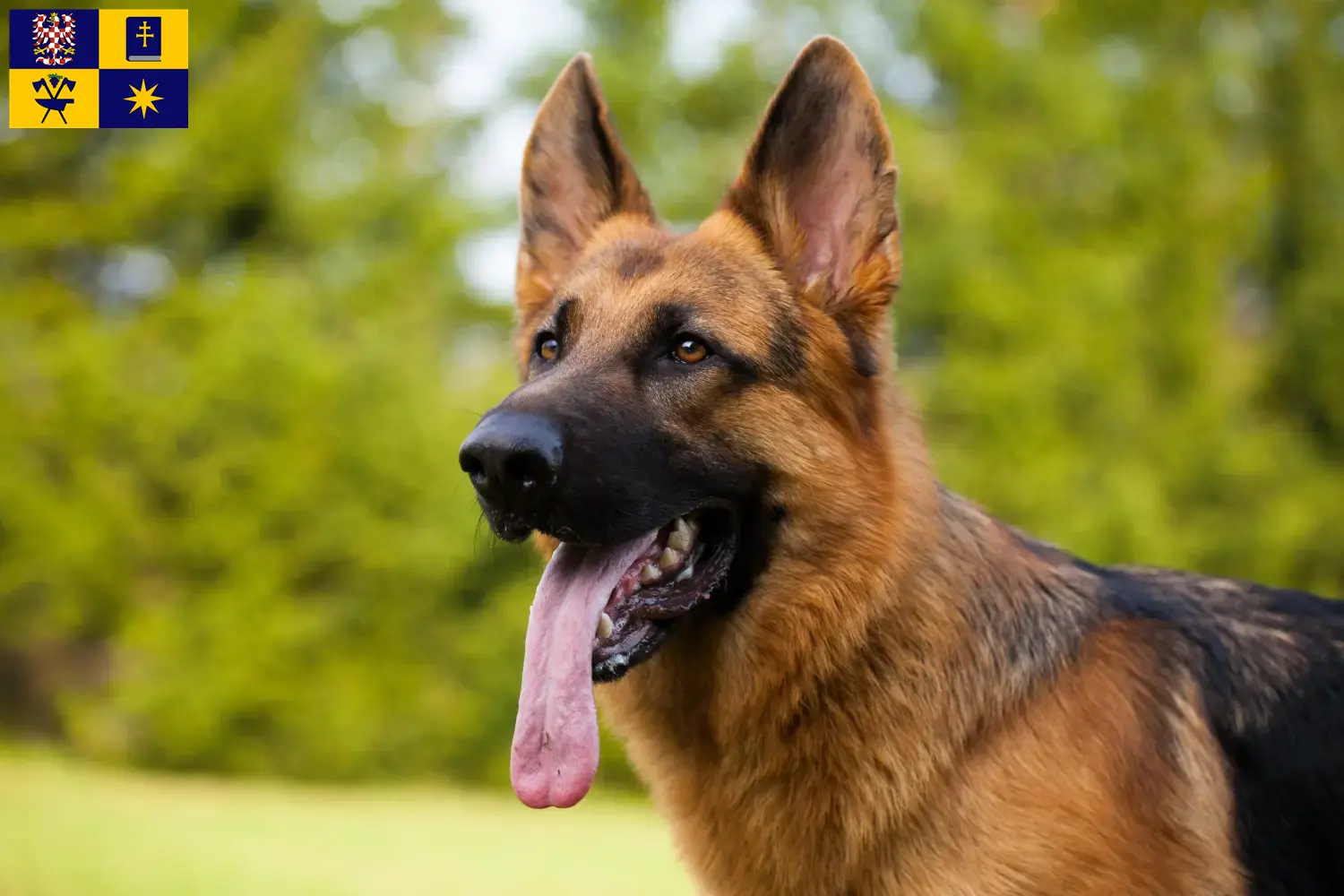 Deutscher Schäferhund Welpen und Züchter Zlín Hier findest Du Deutschen Schäferhunden Züchter in Zlín.