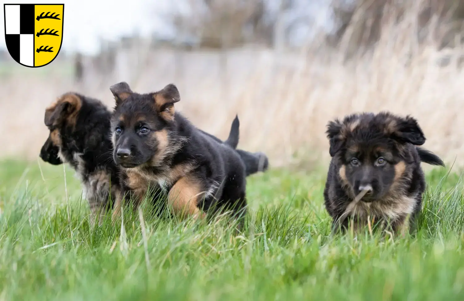 Deutscher Schäferhund Welpen und Züchter Zollernalbkreis Hier findest Du Deutschen Schäferhunden Züchter im Zollernalbkreis.
