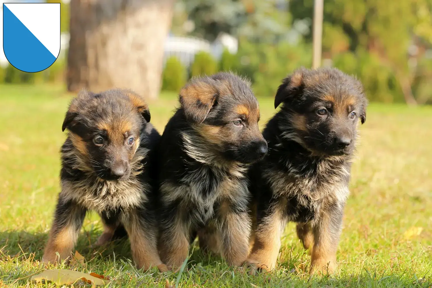 Deutscher Schäferhund Welpen und Züchter Zürich Hier findest Du Deutschen Schäferhunden Züchter in Zürich.