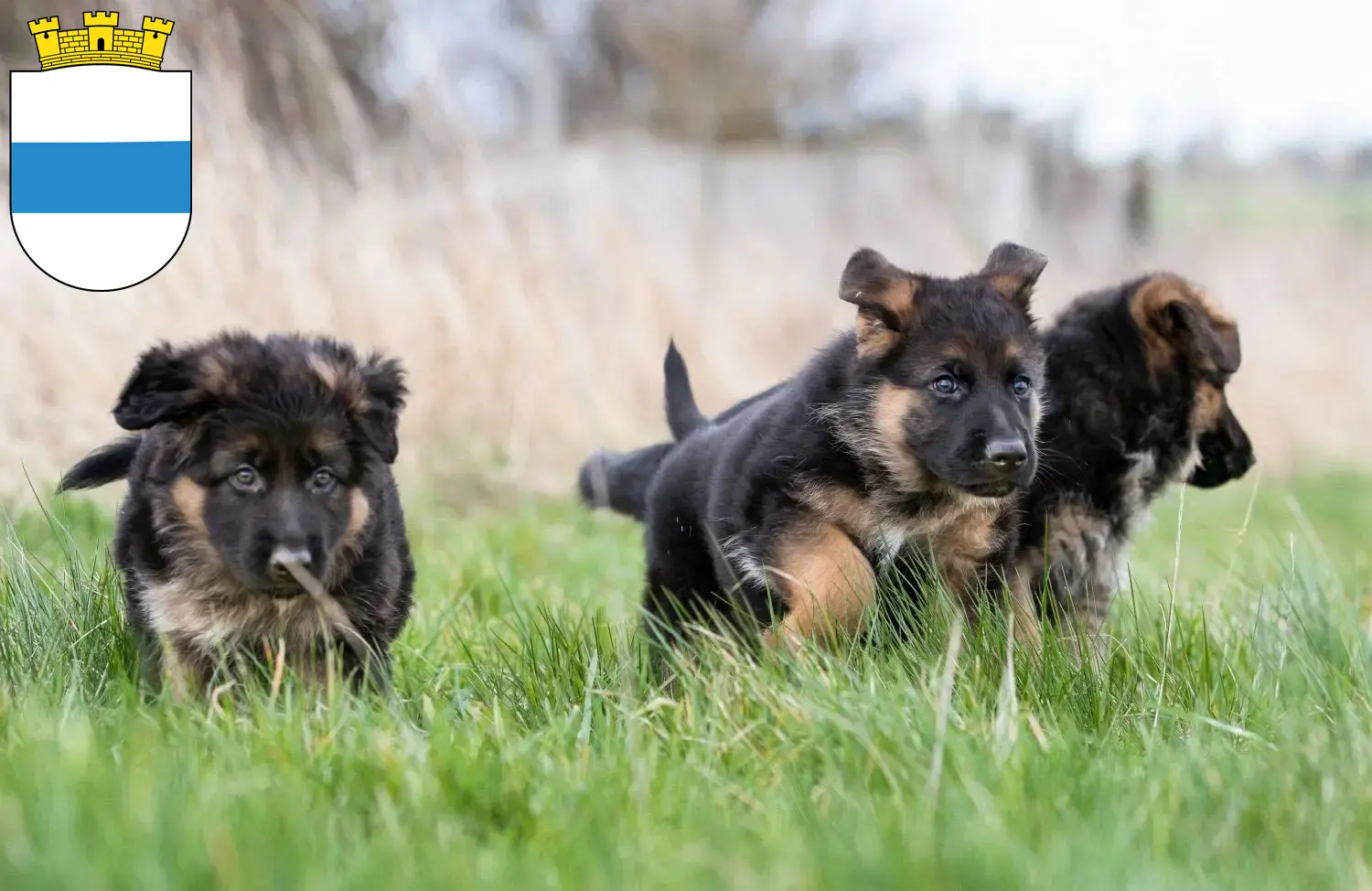 Deutscher Schäferhund Welpen und Züchter Zug Hier findest Du Deutschen Schäferhunden Züchter in Zug.