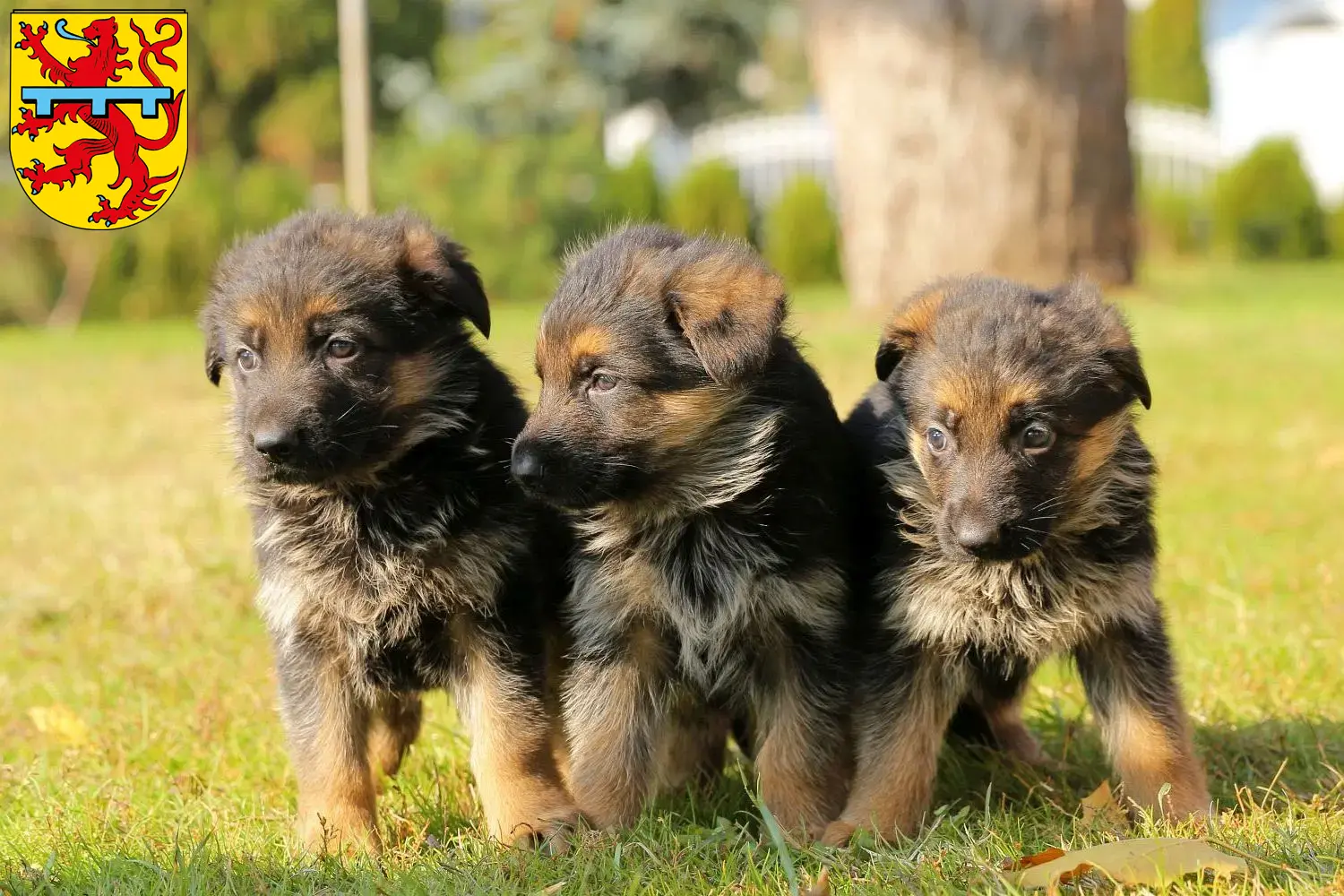 Deutscher Schäferhund Welpen und Züchter Zweibrücken Hier findest Du Deutschen Schäferhunden Züchter in Zweibrücken.