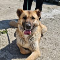 BUCK, 5 J. alter großer Hund mit noch größerem Herzen, super lieb, auch mit Kindern, Katzen, Hunden