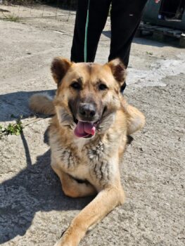 BUCK, 5 J. alter großer Hund mit noch größerem Herzen, super lieb, auch mit Kindern, Katzen, Hunden