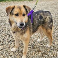 Ruffy 55 cm geb. 2019 ist SO liebenswert