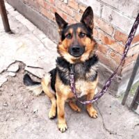 Schäferhund Mix Taras ca. 2 Jahre wurde in der Ukraine angeschossen und sucht sein zu Hause