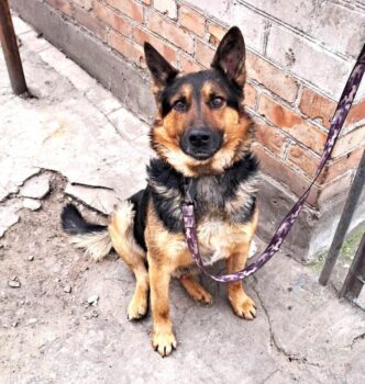 Schäferhund Mix Taras ca. 2 Jahre wurde in der Ukraine angeschossen und sucht sein zu Hause