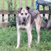Marta/Rohdiamant- eine hübsche, aber sehr ängstliche Zaubermaus sucht hundeerfahrenes Zuhause