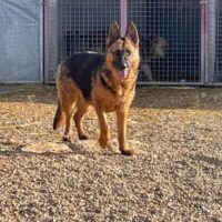 Schäferhund-Fans aufgepasst! Unsere bildschöne Karma sucht ihren Menschen.