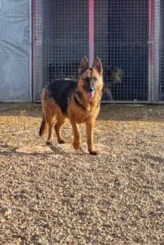Schäferhund-Fans aufgepasst! Unsere bildschöne Karma sucht ihren Menschen.