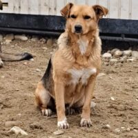 SHANTALA