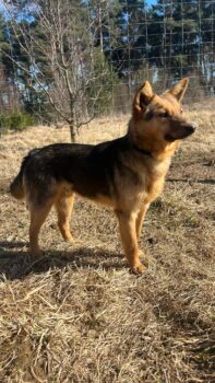 ROKI (ca. 3 Jahre / 35 cm) - mit VIDEOS