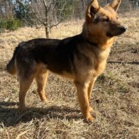 ROKI (ca. 3 Jahre / 35 cm) - mit VIDEOS