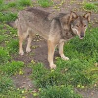 DUNYASHA (2 Jahre / 42 cm)