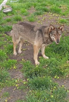 DUNYASHA (2 Jahre / 42 cm)