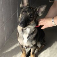 LUCKY - mit VIDEO - ca. 1 Jahr - 40 cm